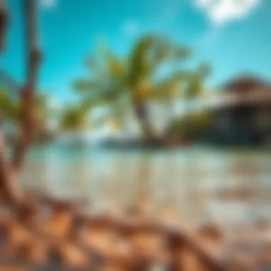 Exploring the Unique Ecosystem of Mangrove Beaches Summary